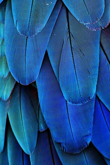 close up of blue feathers